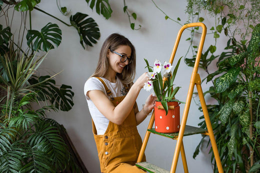 Seven Beautiful & Easy to Care For Houseplants