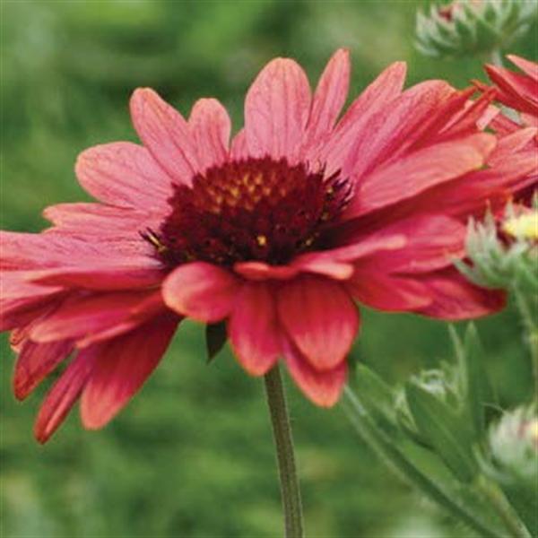 The Joy of Perennials