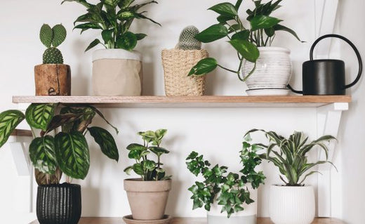 Indoor Plants for Cleaner Air