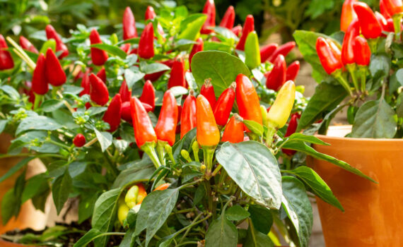 Plant a Hot Pepper Garden