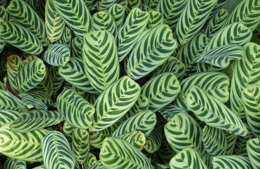 Caring for Tropical Foliage Plants