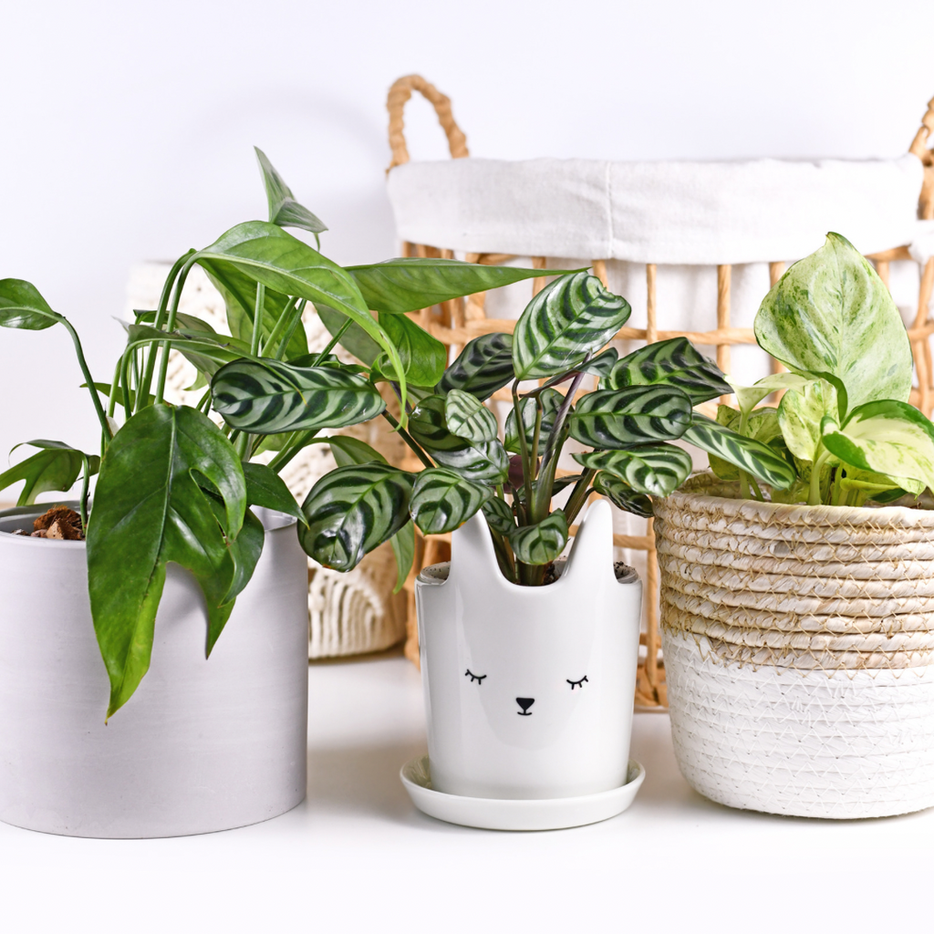 Get the Scoop on Indoor Pot Drainage Holes & Bringing Your New Plants Home
