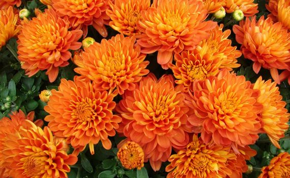 Autumn Colour in Your Garden
