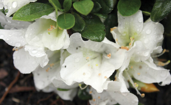 The Beauty of Rhododendrons and Azaleas