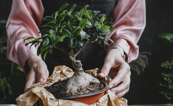 Caring For Your Bonsai