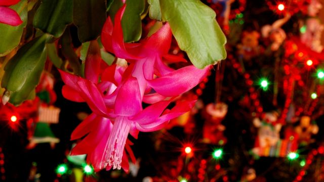 Growing Your Christmas Cactus