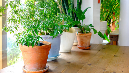 hanging plant macrame Buy 4 Pack Macrame Plant Hanger Online, Vintage Plant Hanger  nooktheory