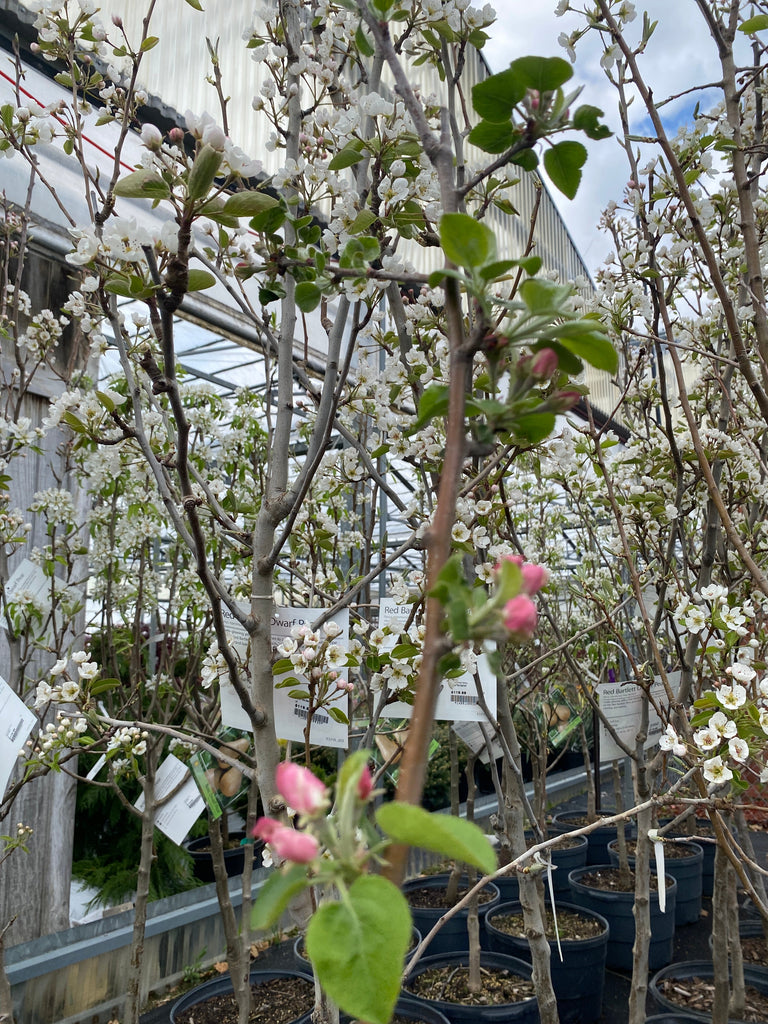 Pruning Fruit Trees