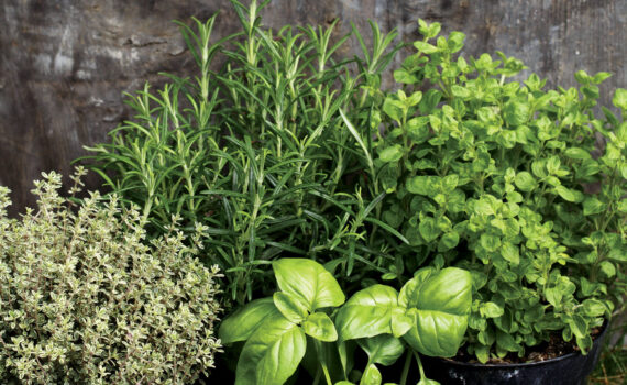5 Easy Herbs To Grow at Home