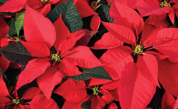 Home Care for Your Poinsettia