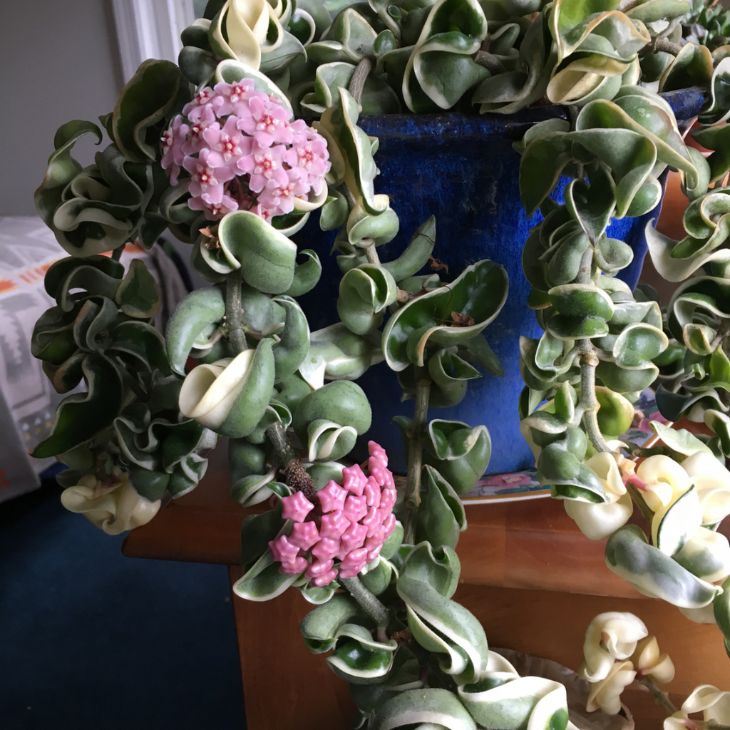 The Beauty and Care of The Hoya