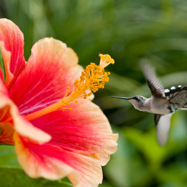 Attracting Hummingbirds to Your Garden