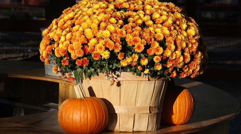 Choosing, Growing & Caring for your Fall Mums