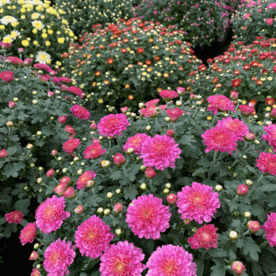 How To Get the Most From Your Fall Mums