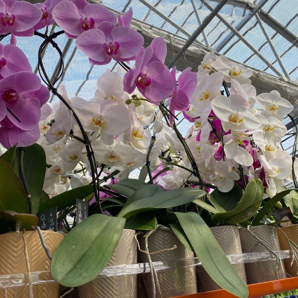 Orchid Care for Beginners