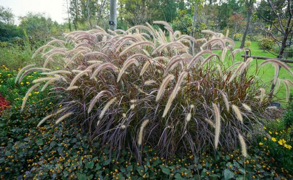 Hardy Ornamental Grasses