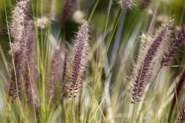 Hardy Ornamental Grasses