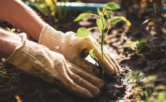 Planting Instructions for plants, trees & shrubs