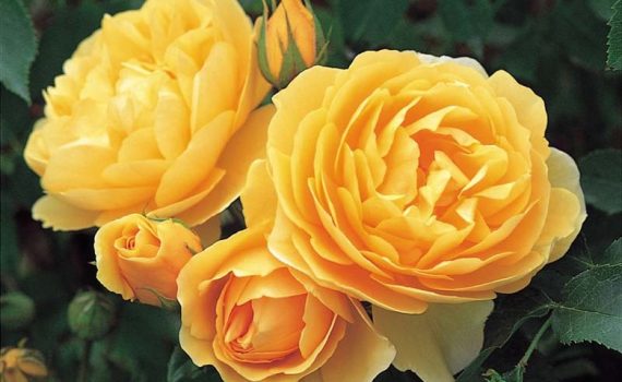 Roses - Types and Pruning