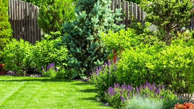 Counteracting Environmental Stress in Trees, Shrubs and Lawns