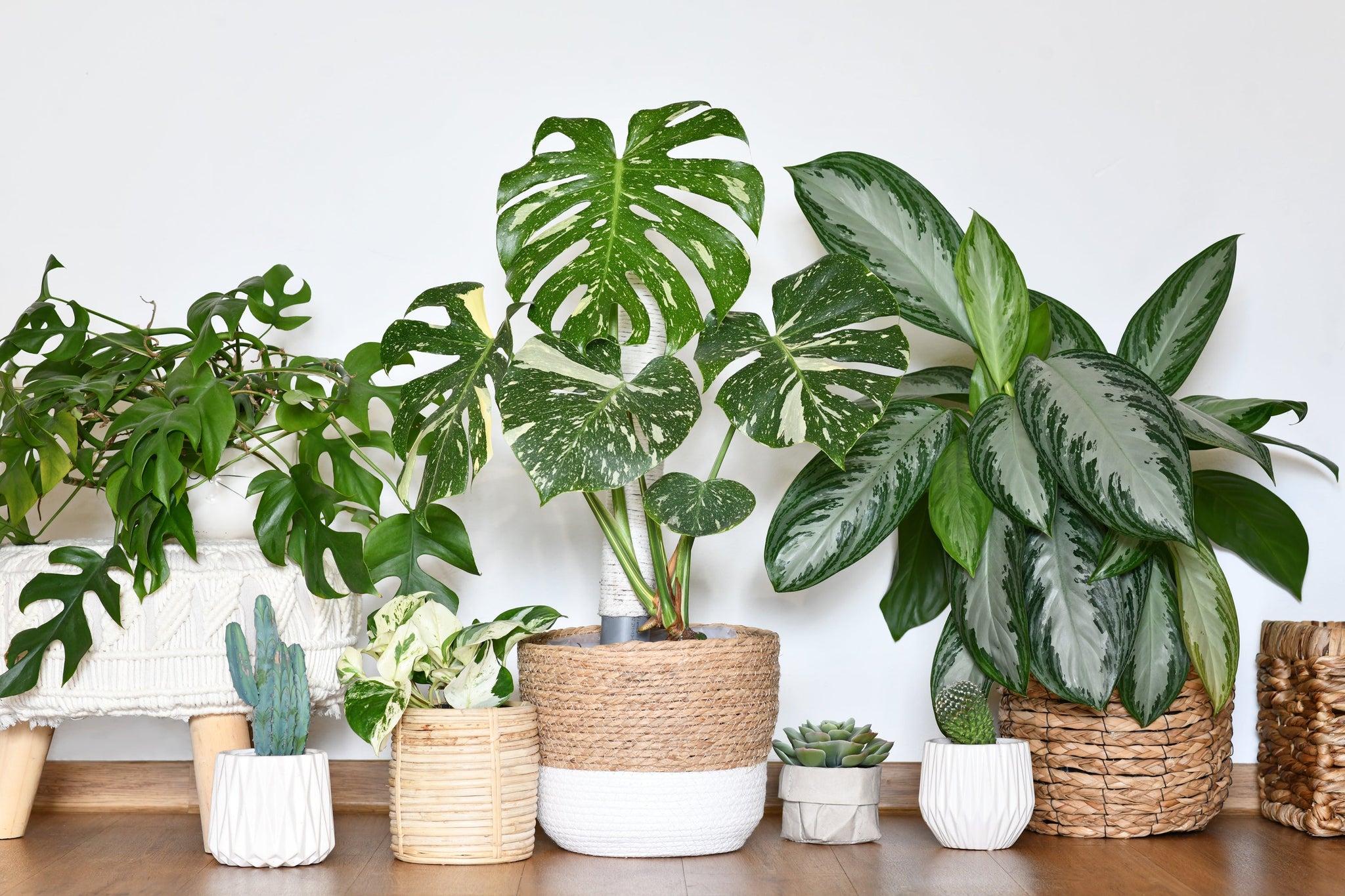 Get the Scoop on Indoor Pot Drainage Holes & Bringing Your New Plants
