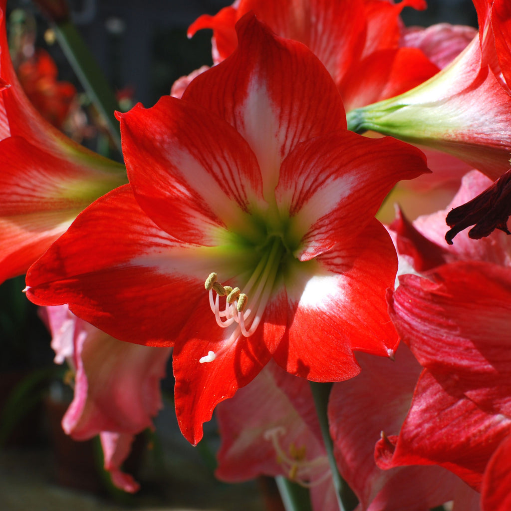 amaryllis.jpg__PID:8921007a-b32f-4e28-9340-5a2bc3840512